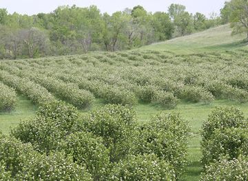 iowa/loess-hills/shop/sawmill-hollow-organic-farm