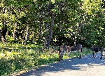 romania/parang-mountains/shop/stana-d-salane