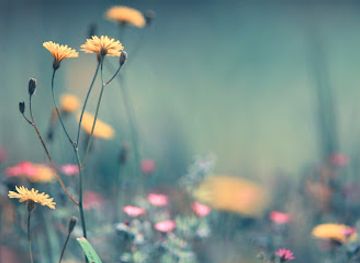 latvia/teici-nature-reserve/shop/dabaslietas