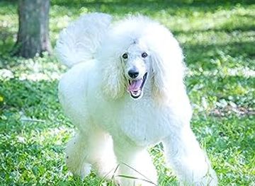 faroe-islands/mykines-island/shop/johanna-elisa