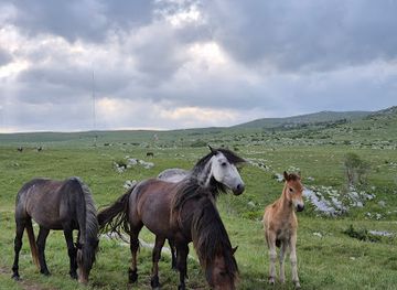 bosnia-and-herzegovina/livno-canton/shop/livno-quads-wild-horses