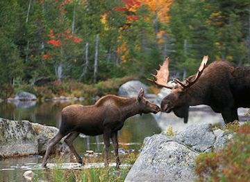 maine/mount-katahdin/shop/moose-prints-gallery-and-gifts