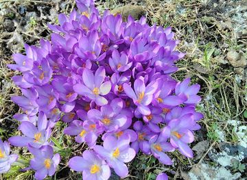 ukraine/slavske/shop/prodovolchyy-rynok