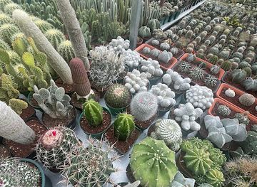 el-salvador/lake-coatepeque/shop/cactus-primavera