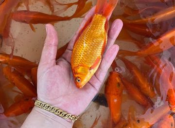 laos/xieng-khouang/shop/restaurant-selling-fresh-seafood-everyday-specials