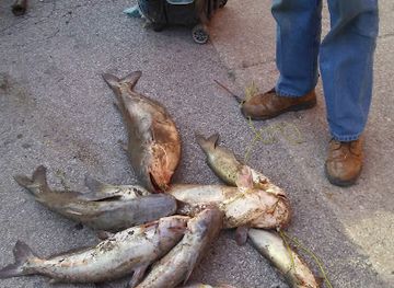 illinois/cahokia-mounds-state-historic-site/shop/c-h