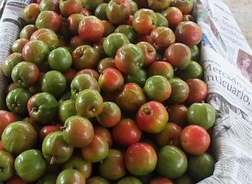 mexico/chiapas/shop/chiapas-mas