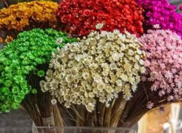 brazil/serra-do-espinhaco/shop/edward-empire