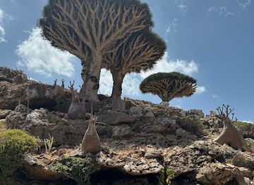 yemen/socotra-archipelago/shop/tour-socotra