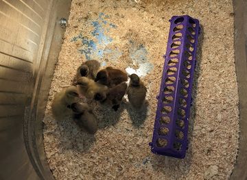 nebraska/columbus/shop/bomgaars