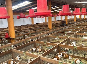 peru/apurimac/shop/granja-de-cuyes-don-boni