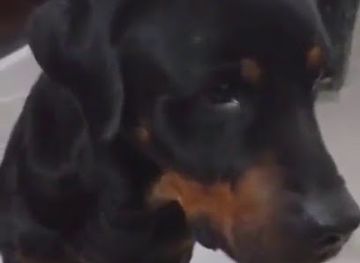 azerbaijan/mingachevir/shop/mutfakci-mobilya-mingcevir