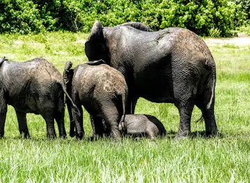 Chobe National Park