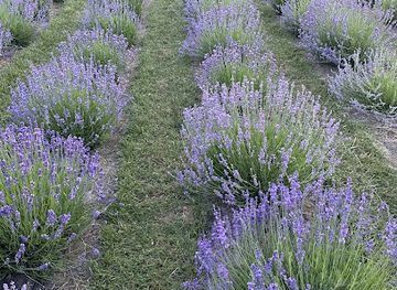 ukraine/kyiv-reservoir/shop/olawander