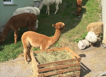 austria/weinviertel/shop/alpaka-erlebnis