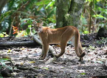 costa-rica/corcovado-national-park/shop/corcovado-national-park-sirena-and-san-pedrillo-ranger-station