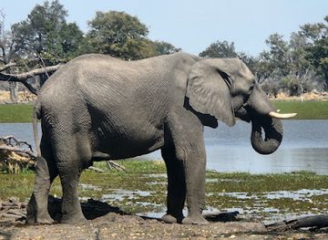 botswana/moremi-game-reserve/shop/moremi-game-reserve