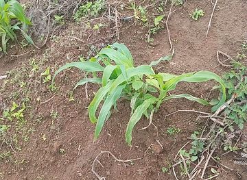 guatemala/quetzaltenango/shop/nat-s-store