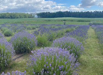 poland/kociewie/shop/lawendatodobro