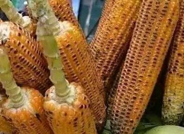 senegal/ziguinchor/shop/madiyana-multi-service-saliou-kane