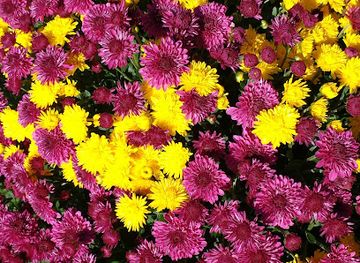 indiana/turkey-run-state-park/shop/turkey-hill-antiques