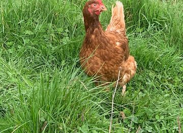 jersey/saint-ouen/shop/hamptonne-farm-limited