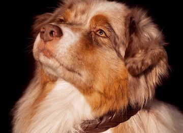 netherlands/veluwe/shop/halters-collars