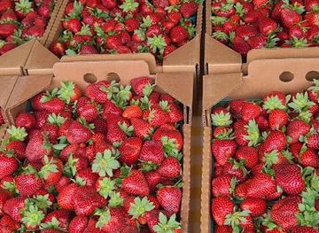 louisiana/false-river/shop/glaser-s-produce-farm