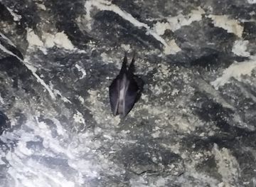 moldova/rudi-arionesti-nature-reserve/shop/pestera-raposatilor