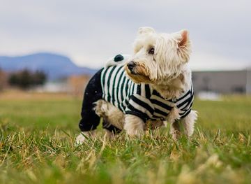 slovenia/velenje/shop/snoutchoo