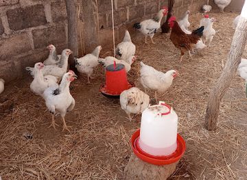 mali/sikasso-region/shop/farafina-ferme