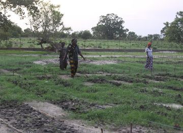 the-gambia/north-bank-region/shop/jsf-horticulture-garden-kaiaf-ward-lrr