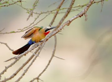 south-africa/hluhluwe-imfolozi-park/shop/hluhluwe-imfolozi