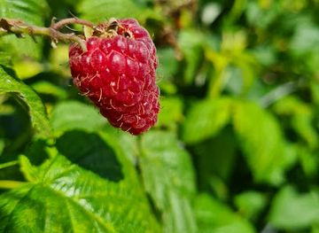 denmark/mols-bjerge/shop/mols-haven