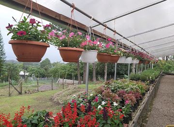 honduras/lago-de-yojoa/shop/jardines-martin