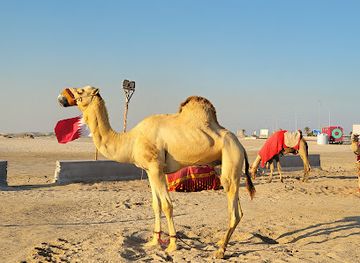 qatar/al-thakira-mangroves/shop/desert-safari-camel-ride