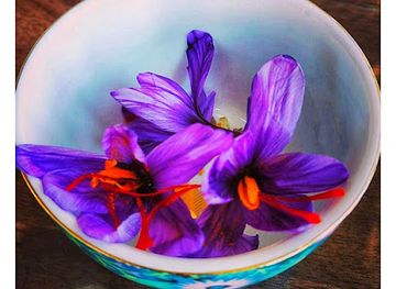 india/kashmir-great-lakes/shop/cashmere-organics