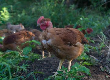 new-caledonia/ponerihouen/shop/g-i-e-meru-poulet-fermier-de-la-cote-est