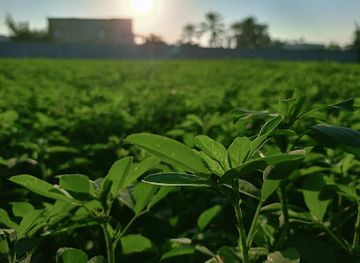 oman/sohar/shop/souk-palace-sohar