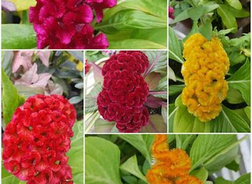 trinidad-and-tobago/pitch-lake/shop/ana-dr-s