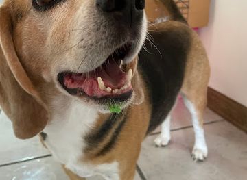 costa-rica/chirripo-national-park/shop/doggieland