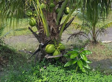 belize/caye-caulker/shop/dah-roots-fruits-and-vejahtables