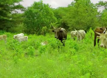 senegal/niokolo-koba-national-park/shop/mamoudou-diallo