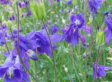 sweden/sarek-national-park/shop/garphyttans-nationalpark