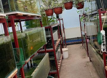 serbia/palic-lake/shop/vilcson-goldfish-breeder