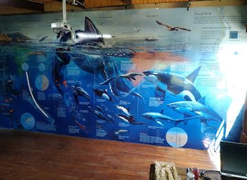 south-africa/elephant-coast/shop/the-shark-shop