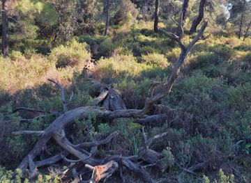 cyprus/machairas-mountains/shop/machairas-lazania-nature-trail