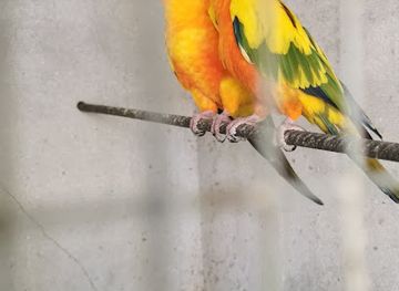 maldives/faafu-atoll/shop/j-j-s-mart