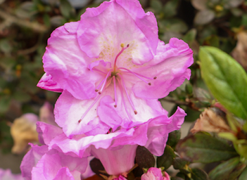 india/darjeeling/batasia-loop/shop/hamro-fulbari