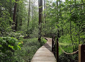 poland/białowieża-forest/shop/zebra-zubra